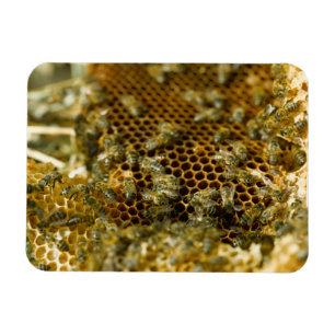 Bienen im Bienenstock, Western Cape, Südafrika Magnet