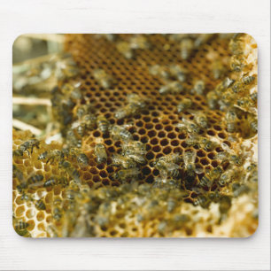 Bienen im Bienenstock, Western Cape, Südafrika Mousepad