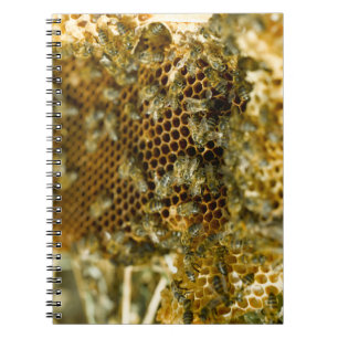 Bienen im Bienenstock, Western Cape, Südafrika Notizblock