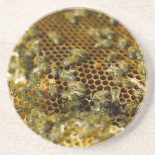 Bienen im Bienenstock, Western Cape, Südafrika Sandstein Untersetzer