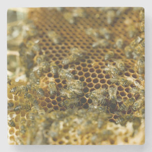 Bienen im Bienenstock, Western Cape, Südafrika Steinuntersetzer