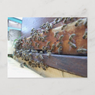 Bienen in ihrem Bienenstock Postkarte