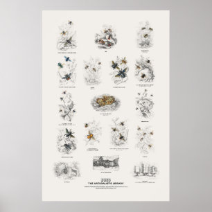 Bienen - Naturalist's Library Poster