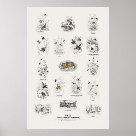 Bienen - Naturalist's Library Poster (Vorne)