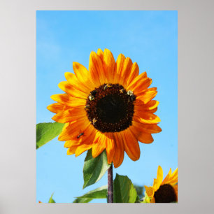 Bienen-Party 1 Poster