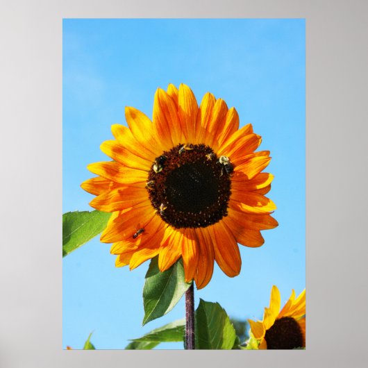 Bienen-Party 1 Poster (Vorne)