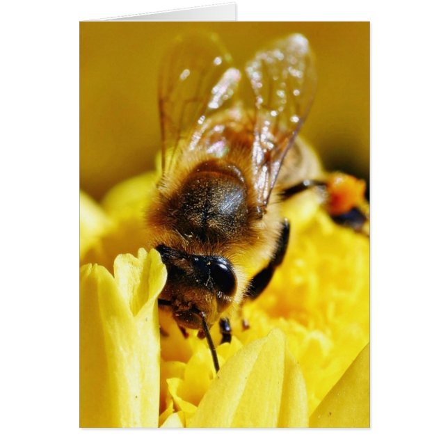 Bienen Polleninsekten Wings Macro Bugs (Vorne)