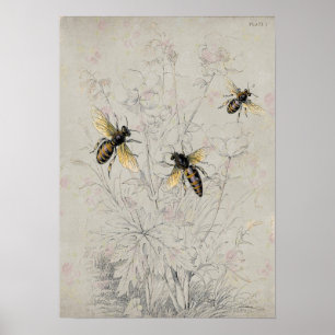 Bienen Poster