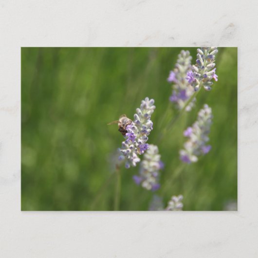 Bienen Postkarte (Vorderseite)