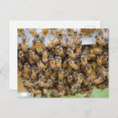 Bienen! Postkarte (Vorne/Hinten)