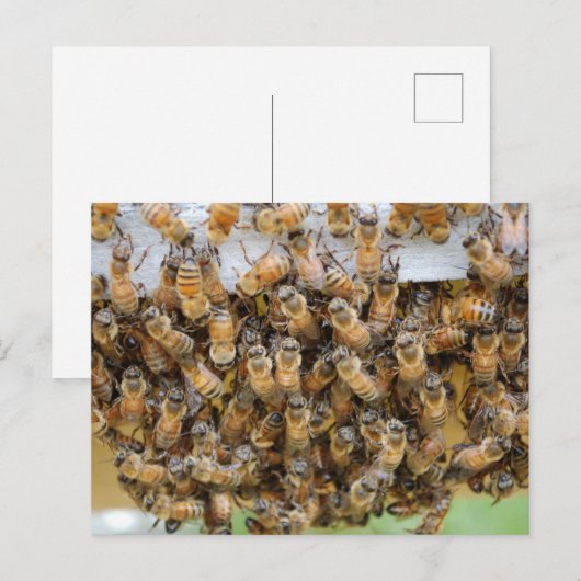 Bienen! Postkarte (Vorne/Hinten)