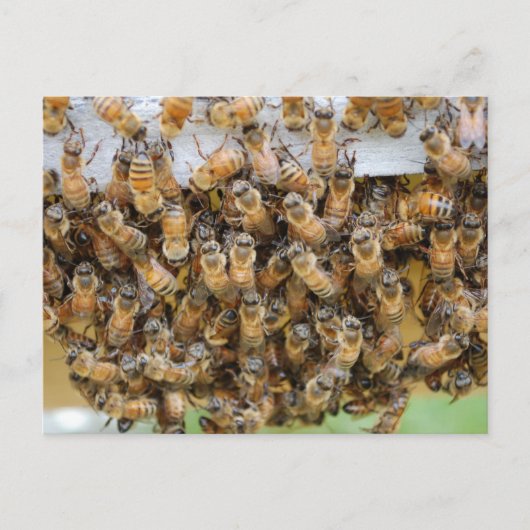 Bienen! Postkarte (Vorderseite)