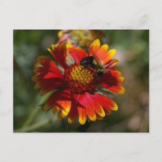 Bienen und Blume Postkarte (Vorderseite)
