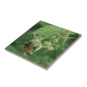 Bienen und Himbeere Blume Fliese (Seite)