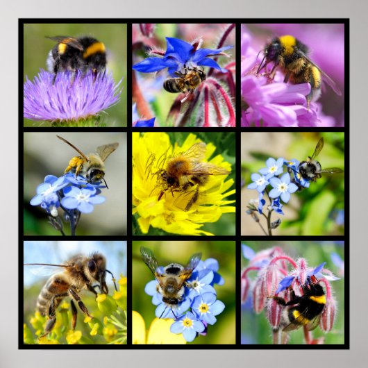 Bienen und Hummeln Poster (Vorne)