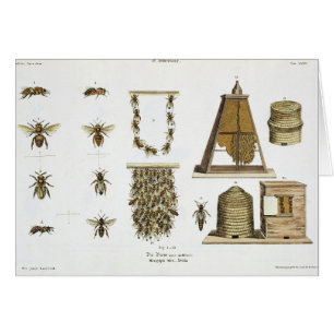 Bienen und Imkerei, "vom jungen Landsman", p