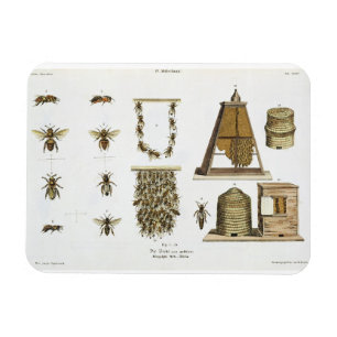 Bienen und Imkerei, "vom jungen Landsman", p Magnet