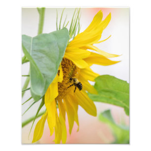 Bienen und Sonnenblumen Fotodruck