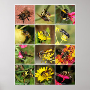 Bienen & Wasps Poster