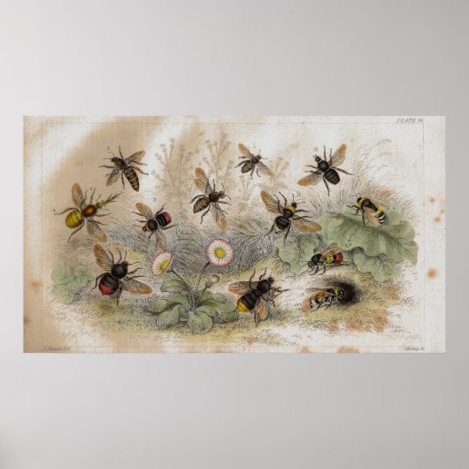 Bienenantiker Lithographiedruck Poster (Vorne)