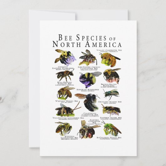 Bienenarten von Nordamerika Plakatdruck Einladung (Vorderseite)