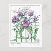 Bienenbalm Materia Medica Kräuterstudienkarten Postkarte (Vorderseite)