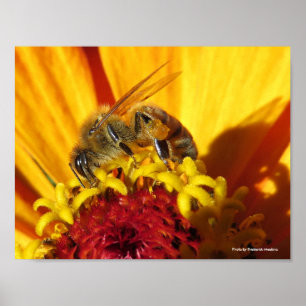 Bienenbefruchtende Blume Poster