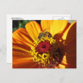 Bienenbefruchtende Blume Postkarte (Vorne/Hinten)