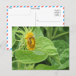 Bienenbefruchtung Sonnenblume Postkarte