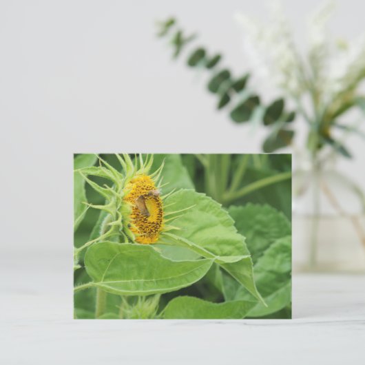 Bienenbefruchtung Sonnenblume Postkarte (Stehend Vorderseite)