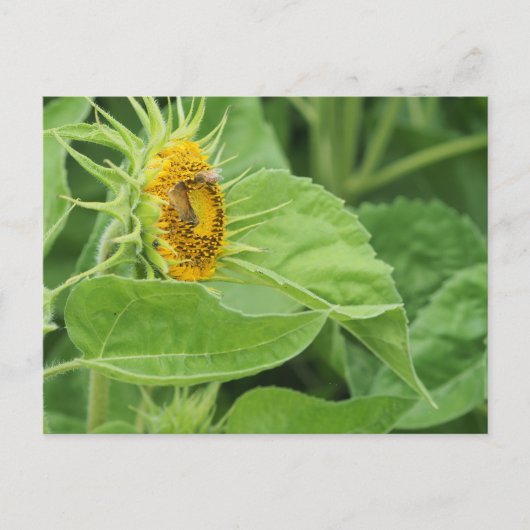 Bienenbefruchtung Sonnenblume Postkarte (Vorderseite)