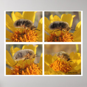 Bienenfliege - Familie Bombyliidae Poster