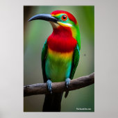 Bienenfresser Poster (Vorne)