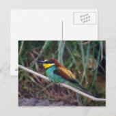 Bienenfresser Postkarte (Vorne/Hinten)