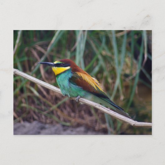 Bienenfresser Postkarte (Vorderseite)