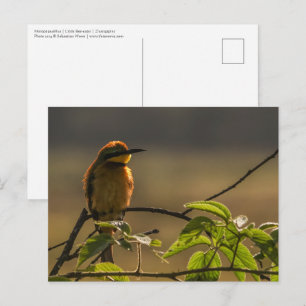 Bienenfresser Wildlife Foto Postkarte