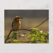 Bienenfresser Wildlife Foto Postkarte (Vorderseite)