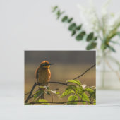 Bienenfresser Wildlife Foto Postkarte (Stehend Vorderseite)