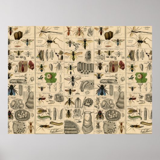 Bieneninsekt-Bug-Wasp-Bienen Poster (Vorne)
