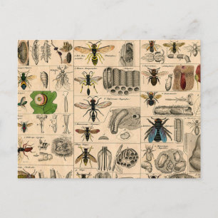 Bieneninsekt-Bug-Wasp-Bienen Postkarte