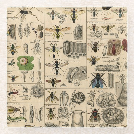 Bieneninsekt-Bug Wasp Naturbienen Malerei Glasuntersetzer (Vorderseite)