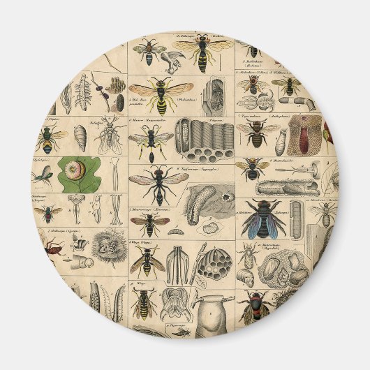 Bieneninsekt-Bug Wasp Naturbienen Malerei Magnet (Vorne)