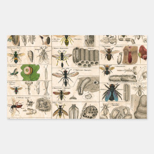 Bieneninsekt-Bug Wasp Naturbienen Malerei Rechteckiger Aufkleber