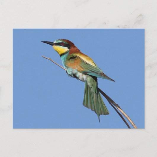 Bienenkarte Postkarte (Vorderseite)