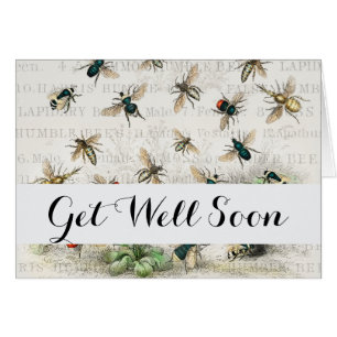 Bienenkleiferin Königin Bienen Antike