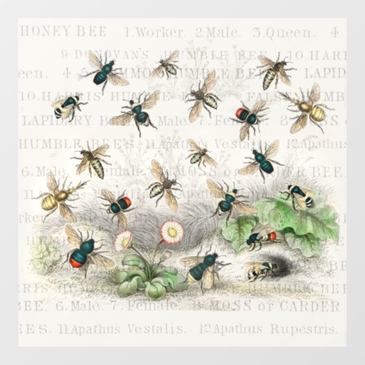 Bienenkleiferin Königin Bienen Antike Fensteraufkleber (Blatt)