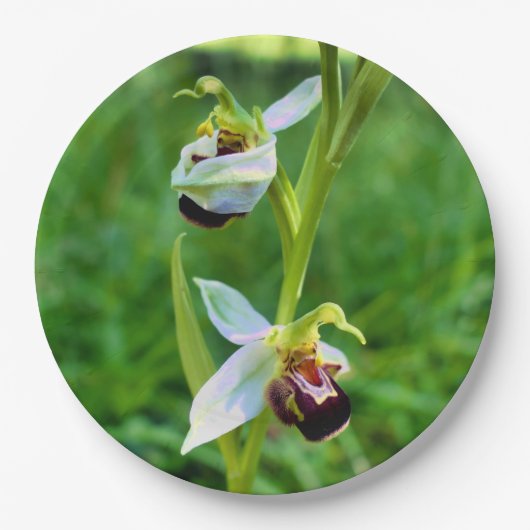 Bienenorchid-Papierplatte Pappteller (Vorderseite)
