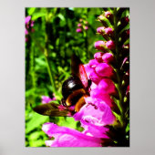 Bienenstock-Hintern Poster (Vorne)