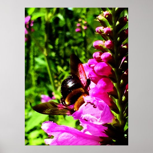 Bienenstock-Hintern Poster (Vorne)