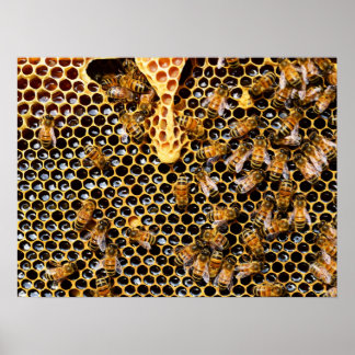 Bienenstock mit Honeycomb Nah Poster